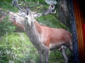 saalbach-2010-106-canon-canon-digital-ixus-860-is